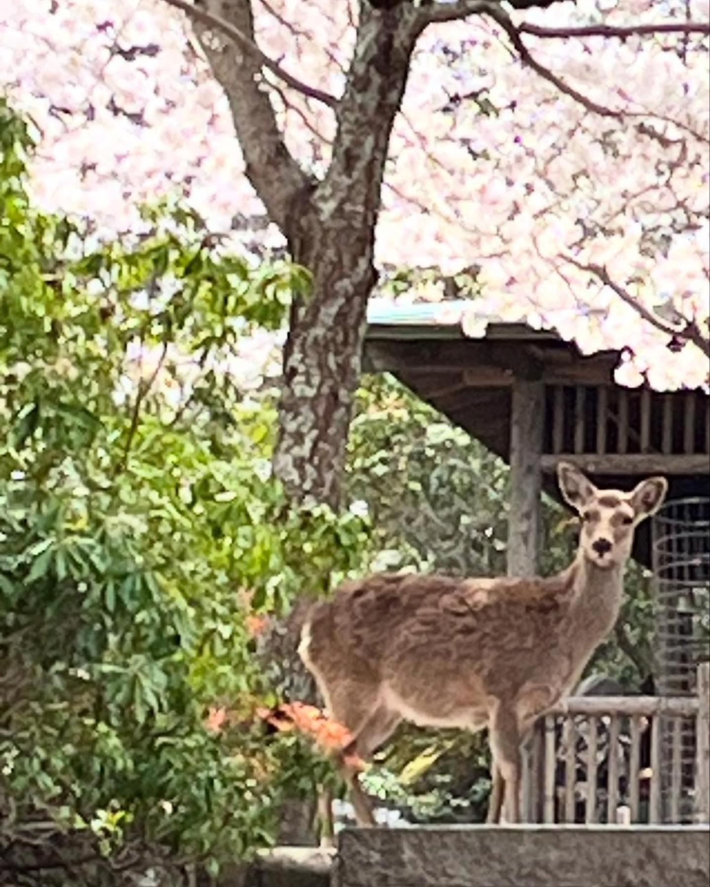 宮島 町家宿 進龍庵 Hatsukaichi Exterior foto